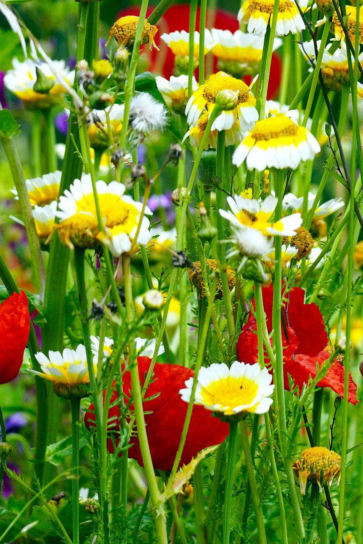 flower-meadow-5270651_1920 copy