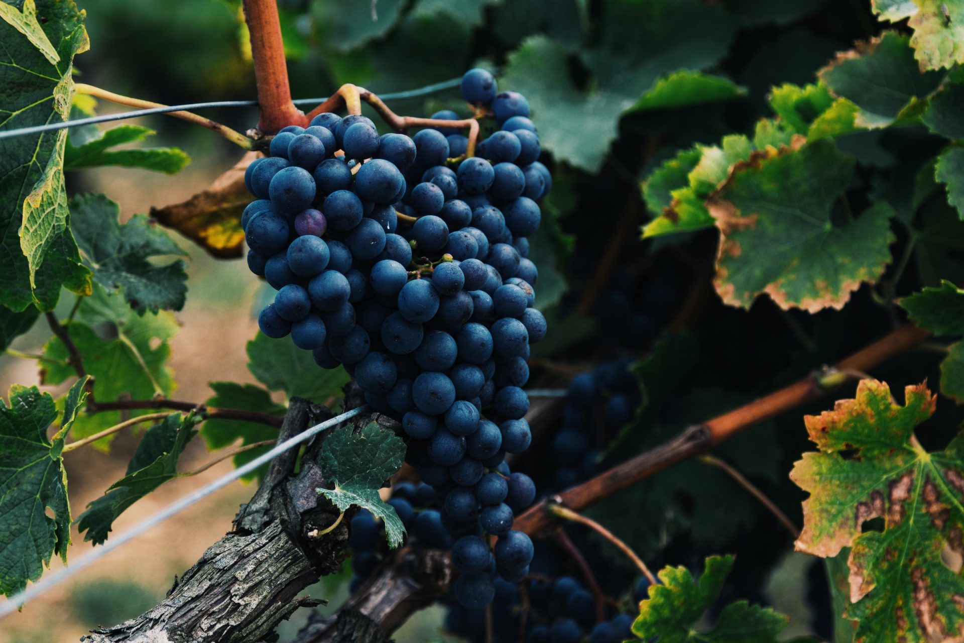alasdair-elmes-QTgOjDCiJEo-unsplash