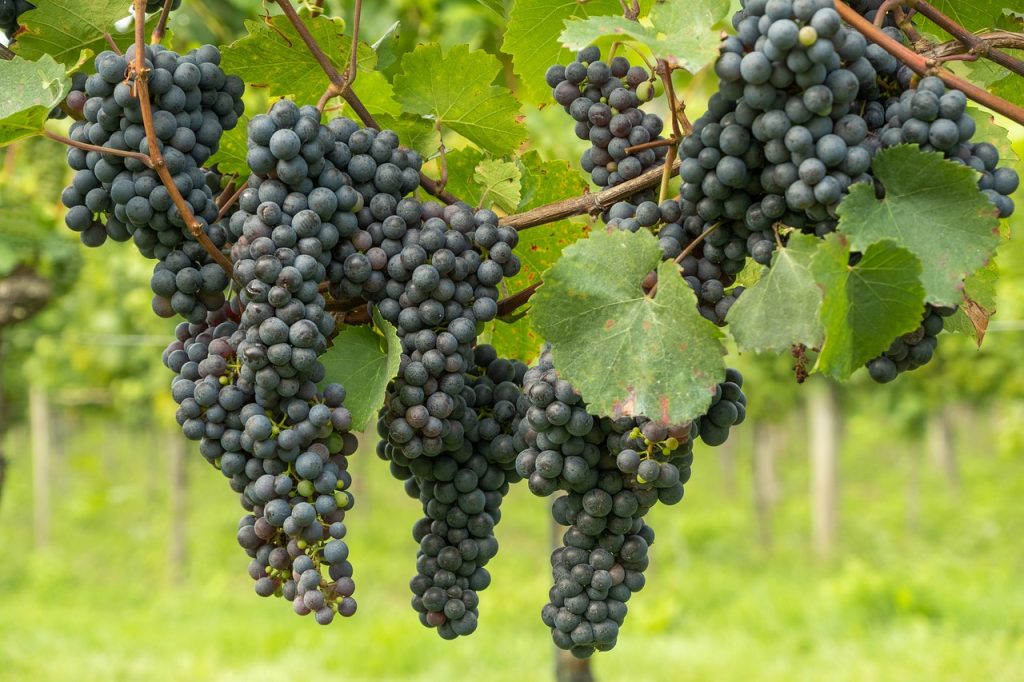 grapes, vines, fresh grapes