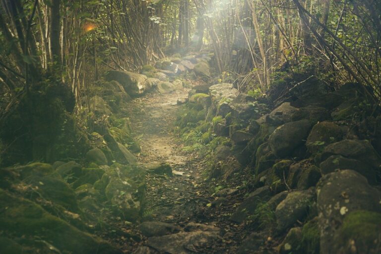 forest, path, rocks