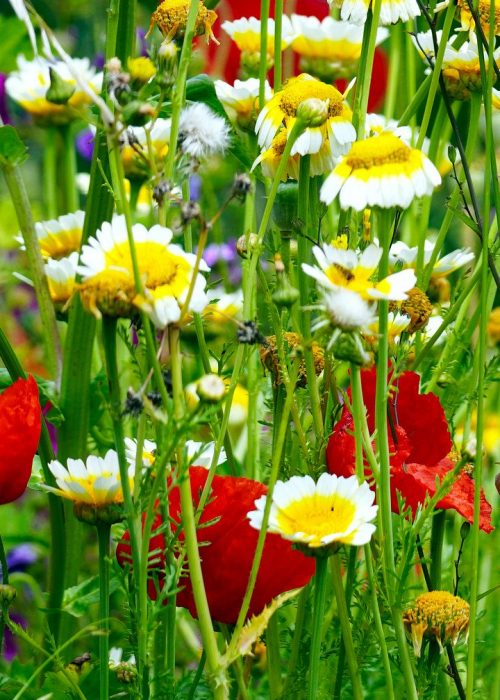 flower-meadow-5270651_1920 copy